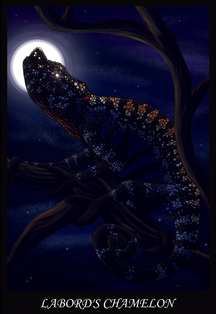 CT-LC | Labord's Chameleon Illustration